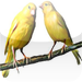 Canary Bird 's - A Little Bit of Nature's Own Paradise
